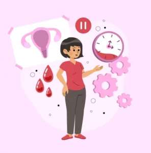 All About the Female Menstrual Cycle