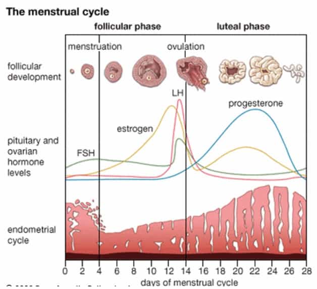 Managing Endometriosis With The Pill Causes, Symptoms, and Treatment