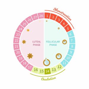 Female menstrual cycle diagram. Maturation scheme of the egg