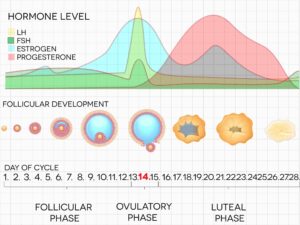 Menstrual cycle calendar. Ovulation's process chart, hormone levels